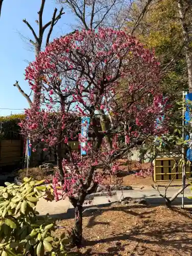 中野沼袋氷川神社の{uncategorized: "未分類", other: "その他", undefined: "問題あり", building: "その他建物", grave: "お墓", sacred_gate: "鳥居", guardian: "狛犬", statue: "像", buddha: "仏像", history: "歴史", nature: "自然", garden: "庭園", animal: "動物", pagoda: "塔", temizu: "手水舎", mountain_gate: "山門・神門", sanctuary: "本殿・本堂", subordinate: "末社・摂社", art: "芸術", scenery: "景色", jizo: "地蔵", ema: "絵馬", goshuin: "御朱印", omikuji: "おみくじ", items: "授与品その他", amulet: "お守り", goshuincho: "御朱印帳", eats: "食事", festival: "お祭り", votive_dance: "神楽", shichigosan: "七五三参", wedding: "結婚式", experience: "体験その他", initially: "初詣", around: "周辺", anti_infection: "感染症対策"}