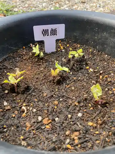 總社 和田八幡宮(福井県)