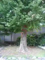 上平井天祖神社の自然