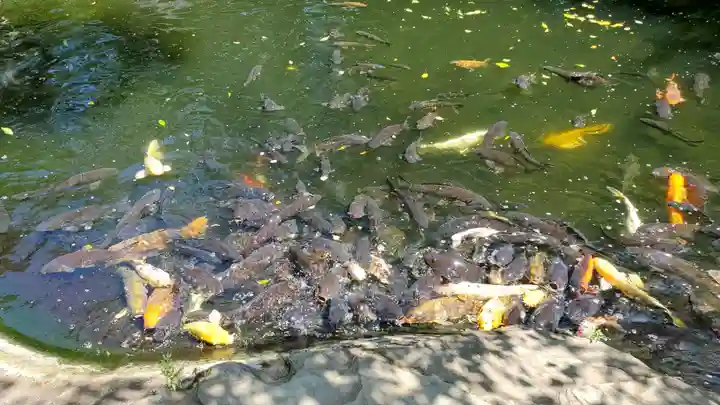愛宕神社の動物