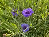 埼玉厄除け開運大師・龍泉寺(切り絵御朱印発祥の寺)の自然