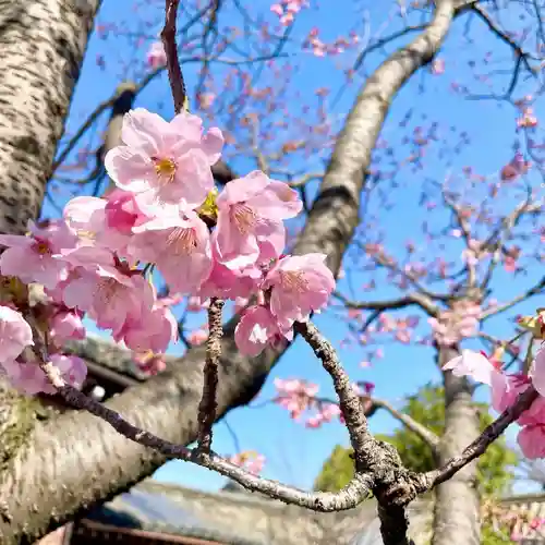 東寺（教王護国寺）(京都府)