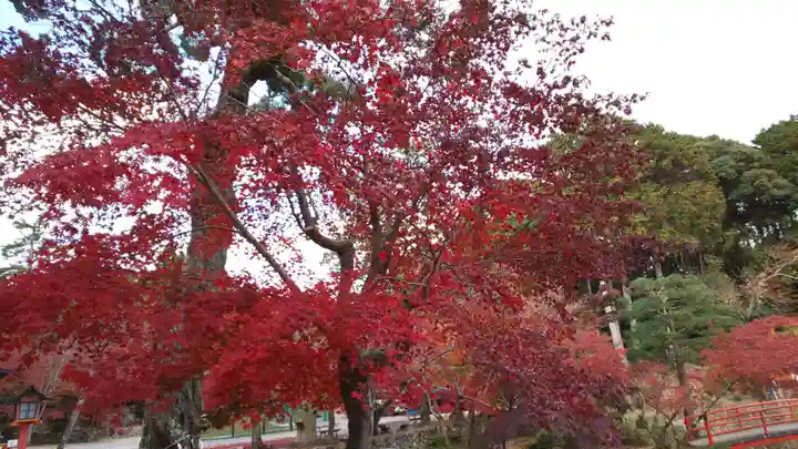 大原野神社の自然