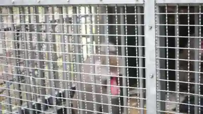 日吉大社(滋賀県)