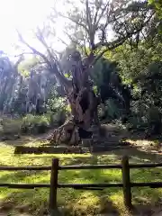 武雄神社の自然