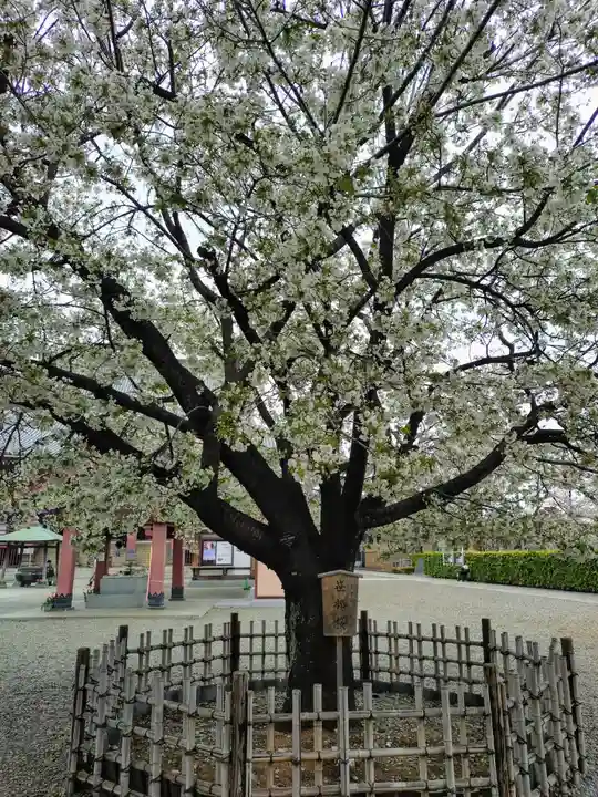 池上本門寺(東京都)