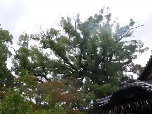 新熊野神社の自然