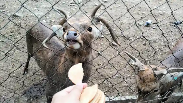 三嶋大社(静岡県)