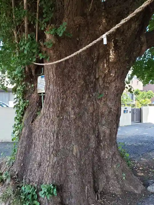 愛宕神社の自然