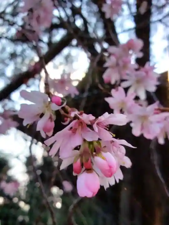 妙法寺(東京都)