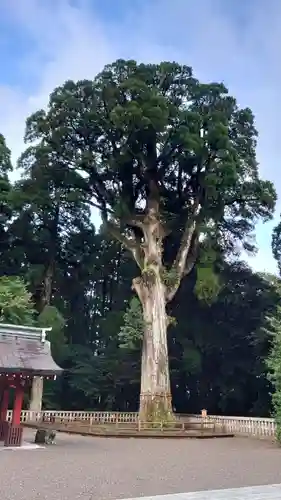 霧島神宮の自然