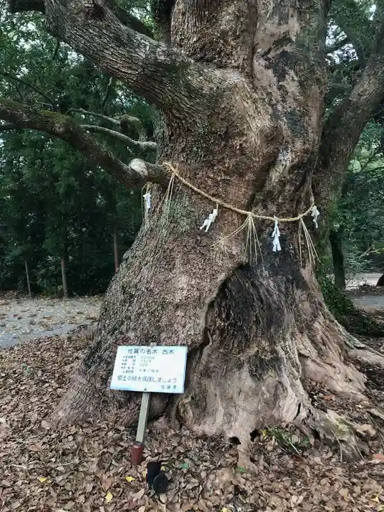 千栗八幡宮の自然