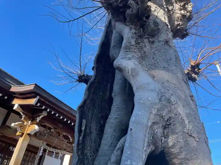 秋葉神社の自然