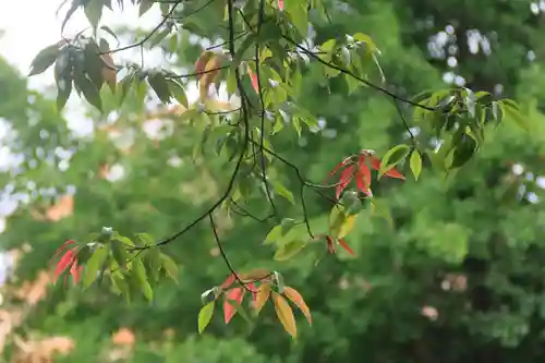 阿邪訶根神社の自然