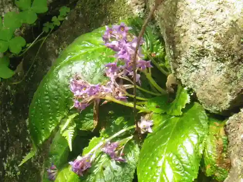 荏柄天神社の自然