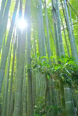 報国寺(神奈川県)