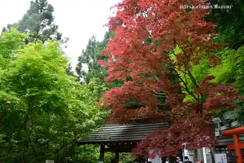 大山阿夫利神社の自然