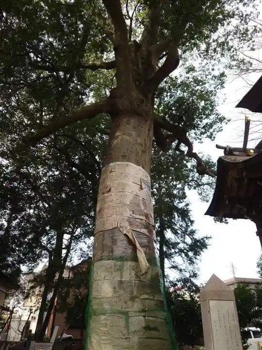 栗原神社の自然