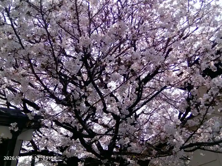 題経寺(柴又帝釈天)の{uncategorized: "未分類", other: "その他", undefined: "問題あり", building: "その他建物", grave: "お墓", sacred_gate: "鳥居", guardian: "狛犬", statue: "像", buddha: "仏像", history: "歴史", nature: "自然", garden: "庭園", animal: "動物", pagoda: "塔", temizu: "手水舎", mountain_gate: "山門・神門", sanctuary: "本殿・本堂", subordinate: "末社・摂社", art: "芸術", scenery: "景色", jizo: "地蔵", ema: "絵馬", goshuin: "御朱印", omikuji: "おみくじ", items: "授与品その他", amulet: "お守り", goshuincho: "御朱印帳", eats: "食事", festival: "お祭り", votive_dance: "神楽", shichigosan: "七五三参", wedding: "結婚式", experience: "体験その他", initially: "初詣", around: "周辺", anti_infection: "感染症対策"}