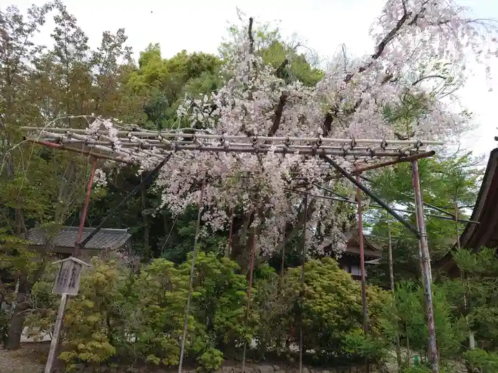 賀茂別雷神社(上賀茂神社)の自然