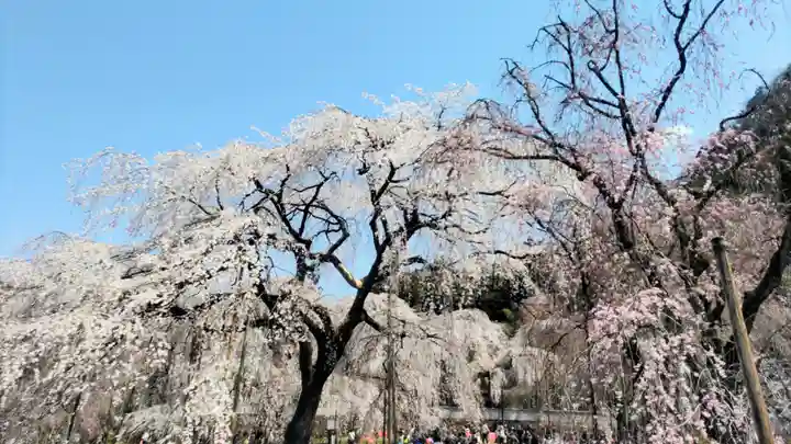 清雲寺(埼玉県)