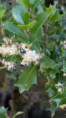 隨心院(随心院)(京都府)