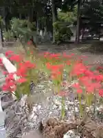 日吉神社の自然