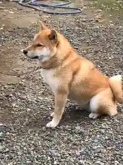 鶴峯八幡宮の動物