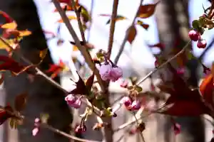 大雄院の自然(2020年04月15日(水) 16時34分43秒投稿)