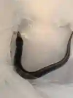 石内のお大師さん 金剛院(広島県)