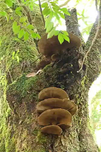 八幡神社(愛媛県)