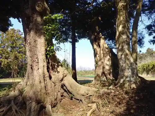井上神社の自然