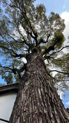 彌刀神社(大阪府)