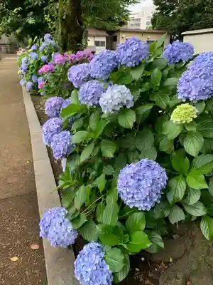 妙法寺(東京都)