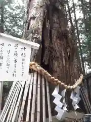 日光東照宮の自然