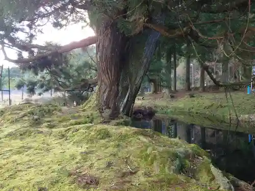 一本杉神社(島根県)