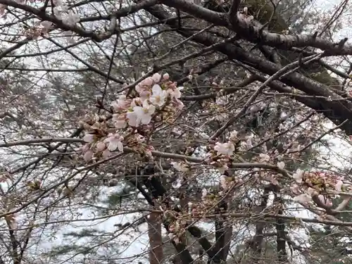 武蔵一宮氷川神社(埼玉県)