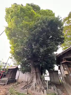 熊野神社の自然