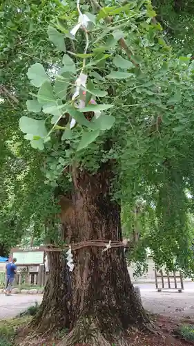 今宮神社の庭園