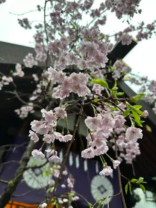 東京大神宮の自然