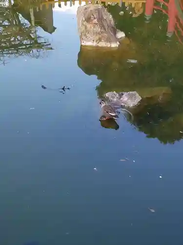 亀戸天神社の動物
