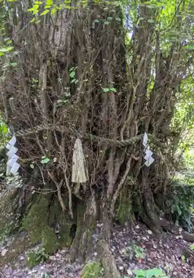 貴船神社結社の自然
