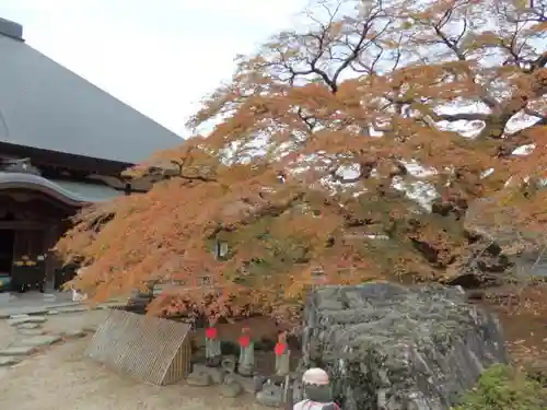 西善寺の自然