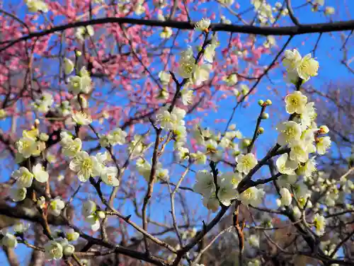 北野天満宮の自然