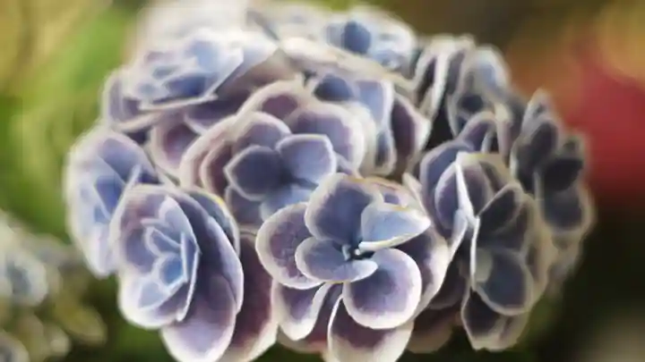 岡寺(龍蓋寺)(奈良県)