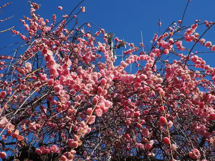 亀戸天神社(東京都)
