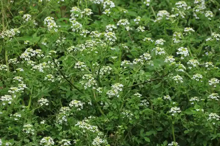 鹿島大神宮の自然