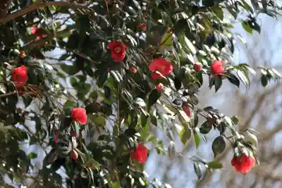 八幡神社の自然