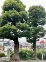 妙法寺(東京都)