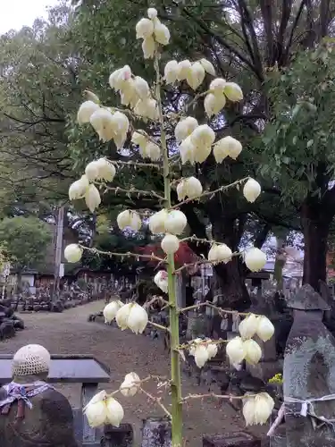 甚目寺の庭園